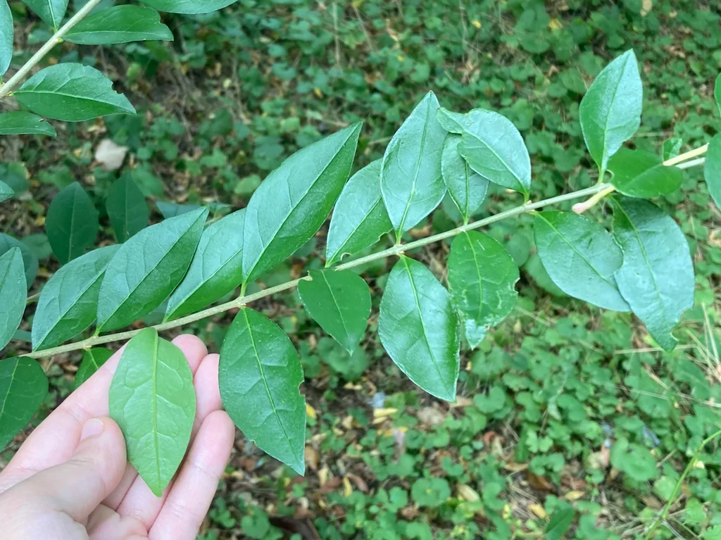 Ligustrum Ovalifolium