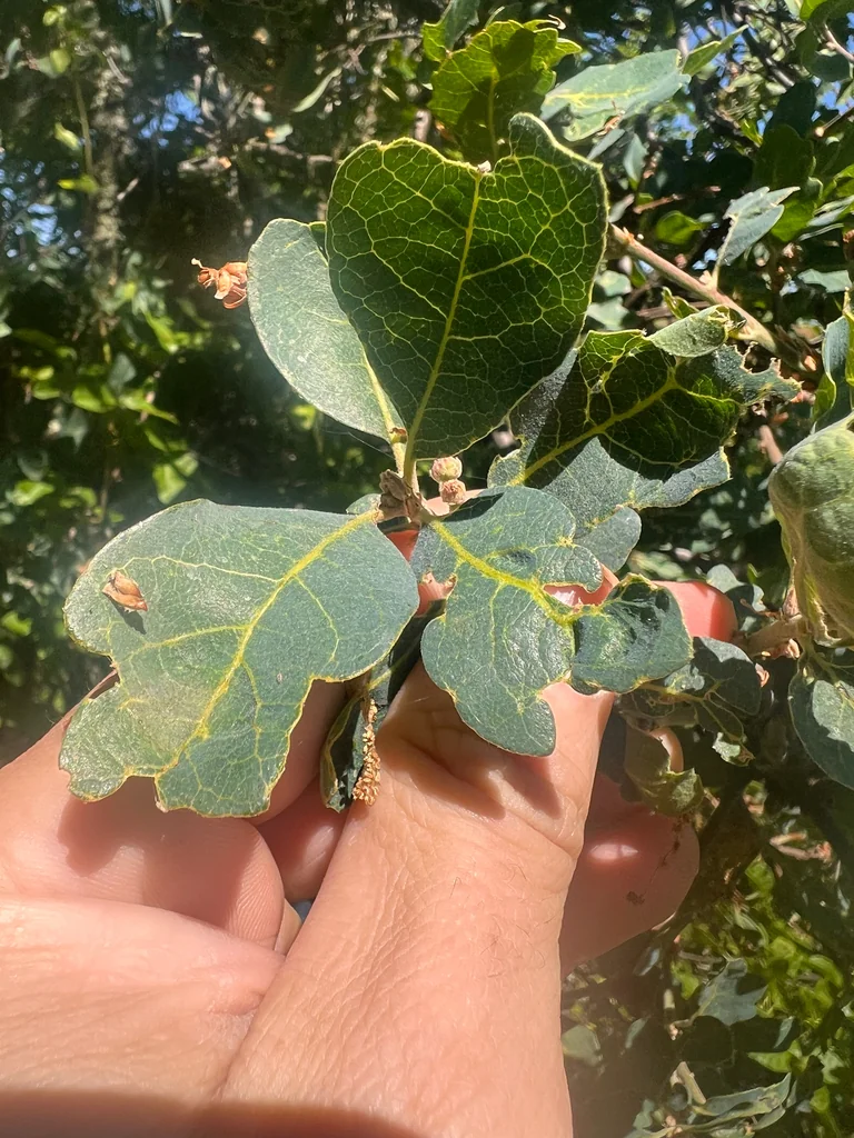 Quercus dumosa