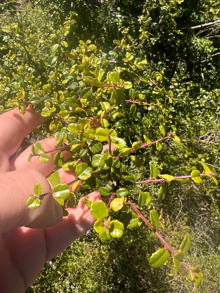 Rhamnus Crocea