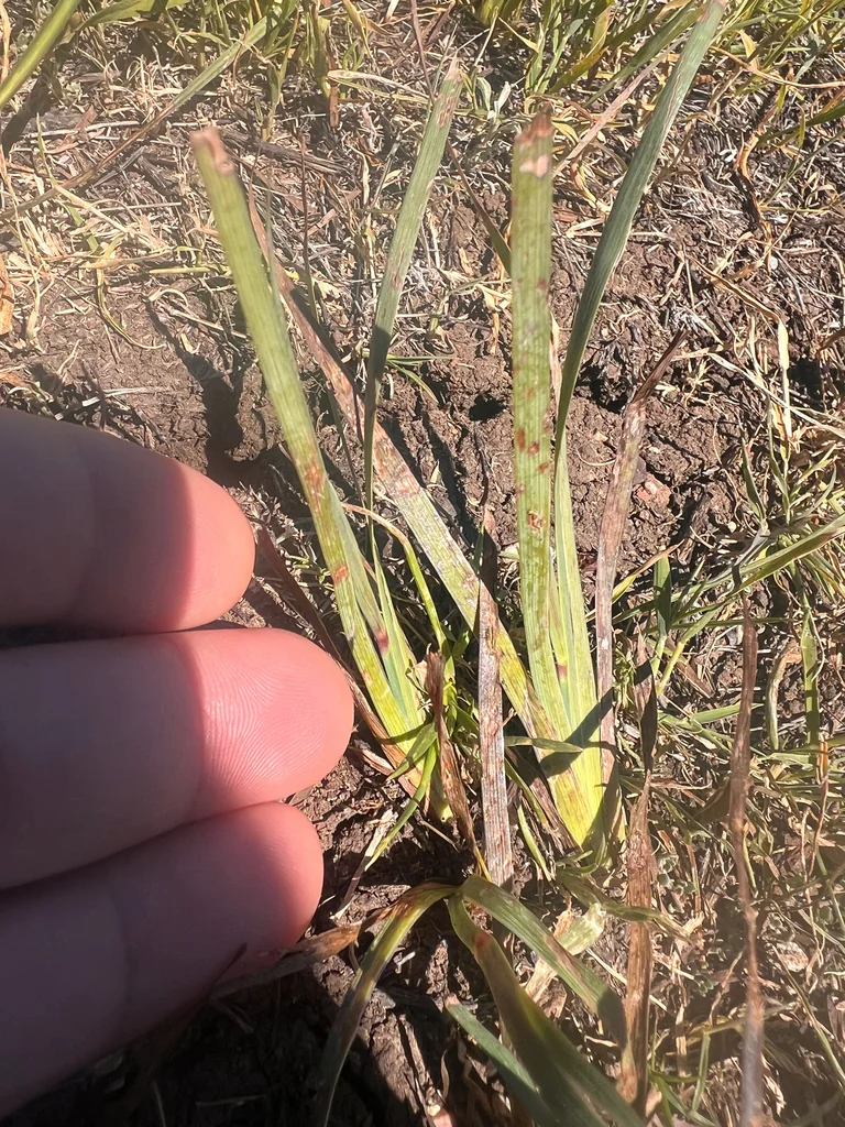 Juncus Xiphioides
