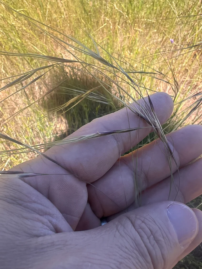 Nassella Pulchra