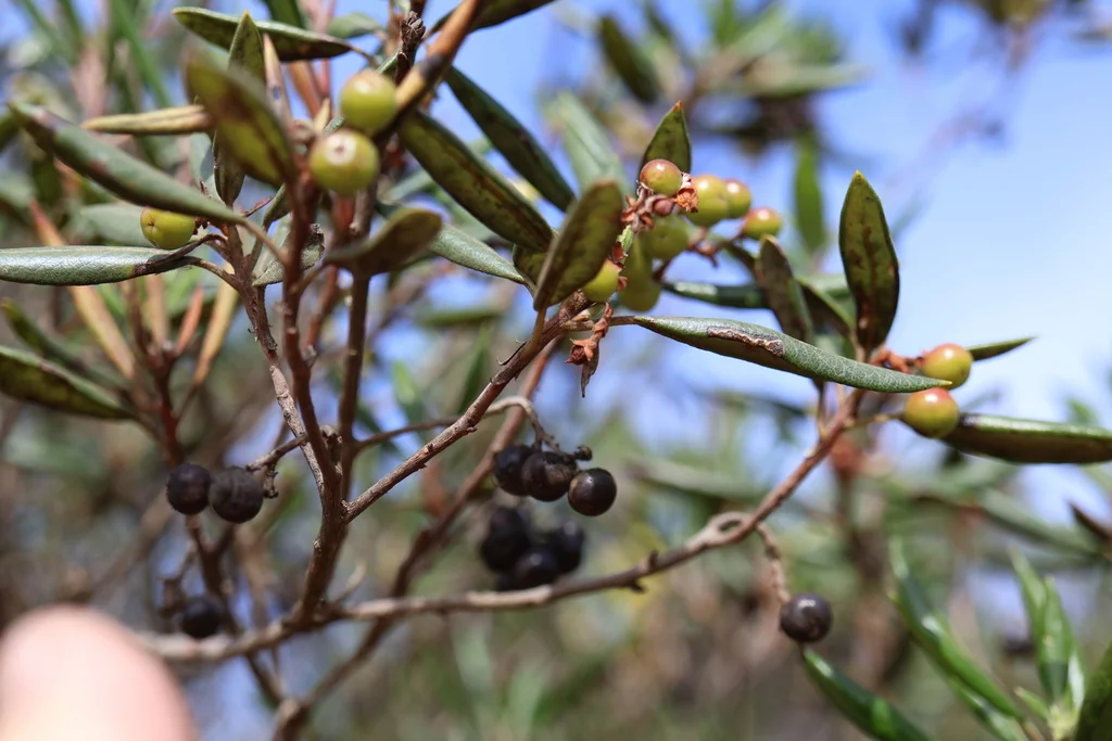 Xylococcus bicolor