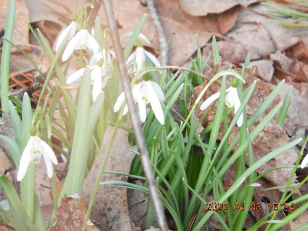 Galanthus Nivalis