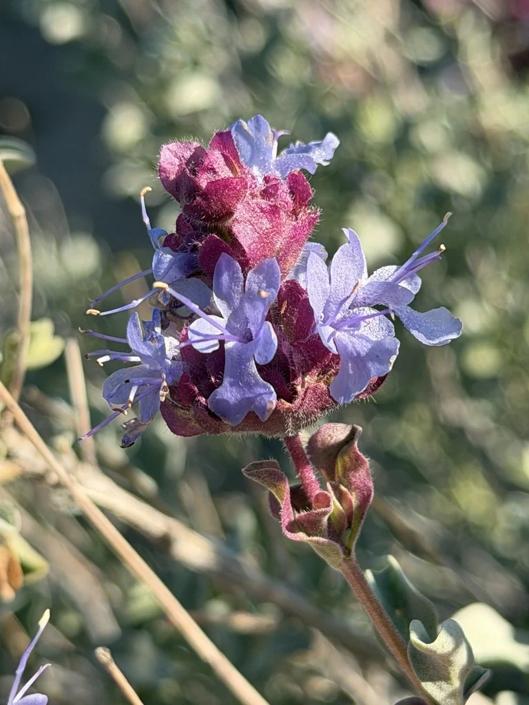 Salvia dorrii