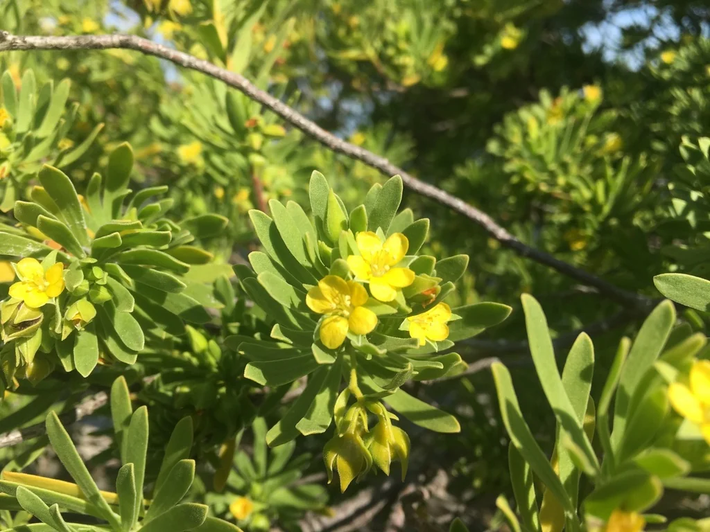 Suriana Maritima