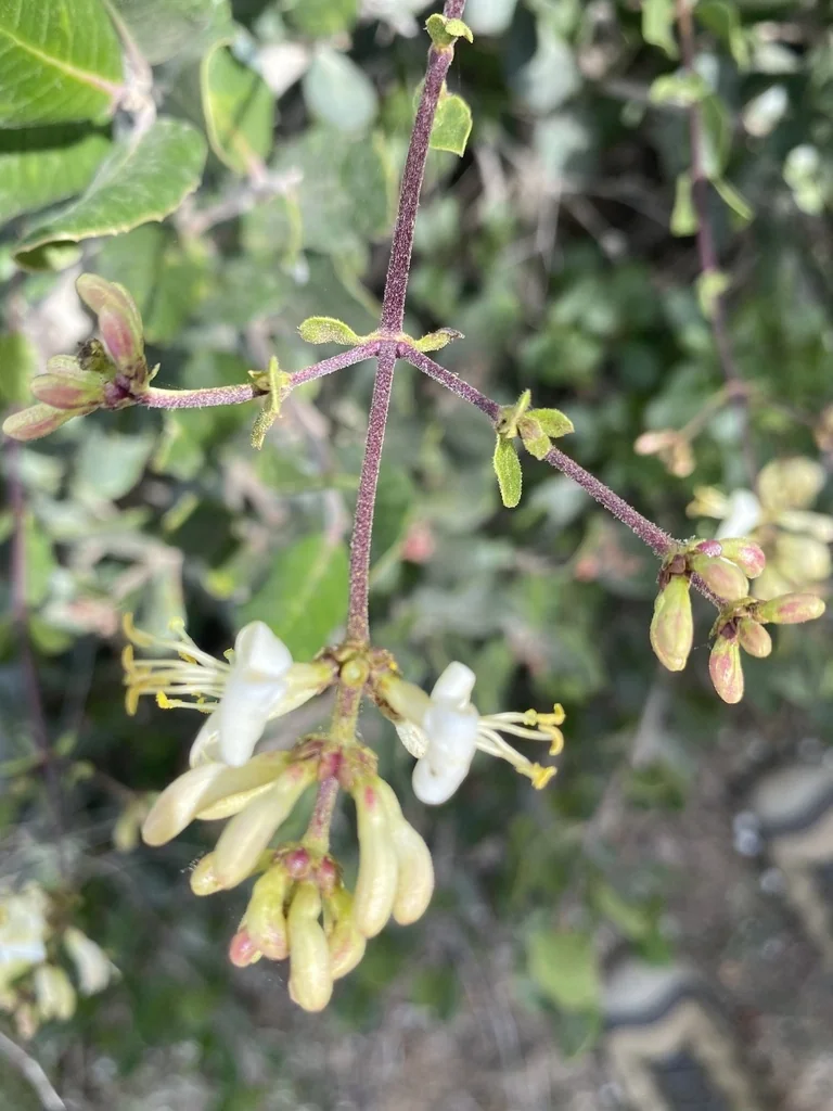 Lonicera Subspicata