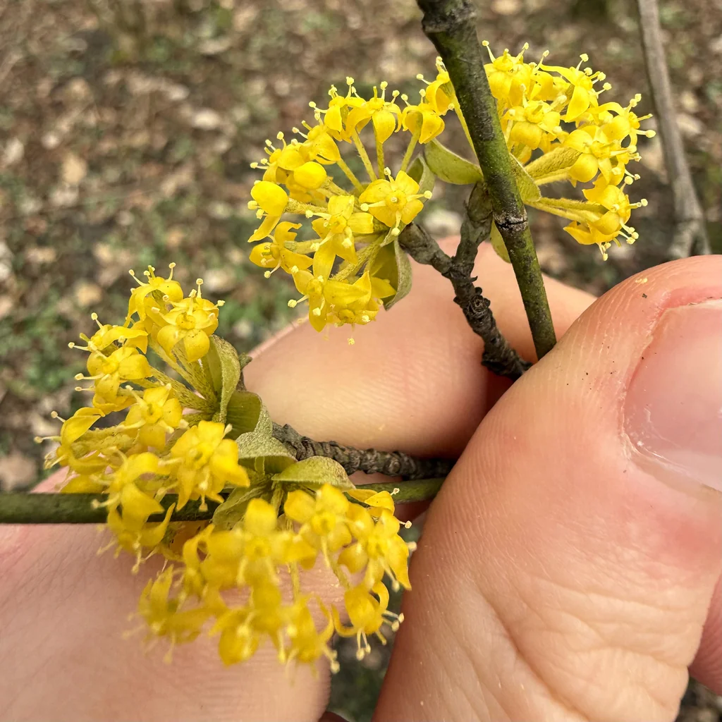 Cornus Mas