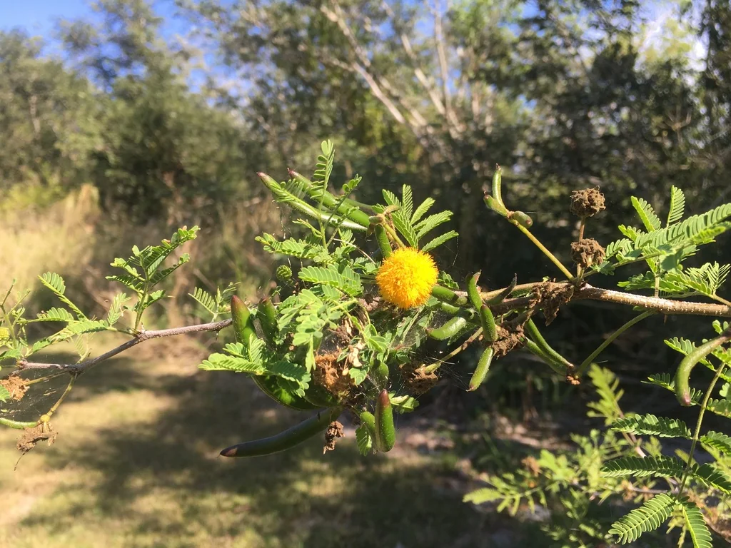 Acacia Farnesiana