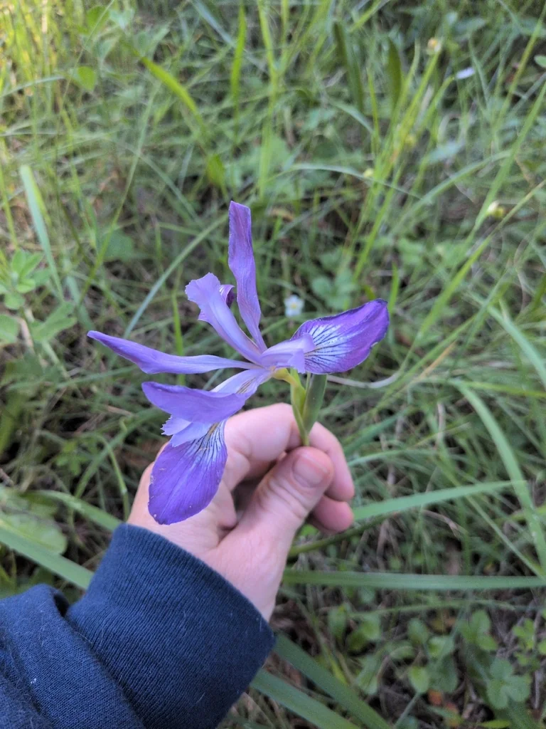 Iris Douglasiana