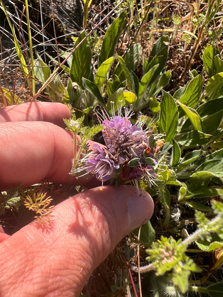 Phacelia Californica