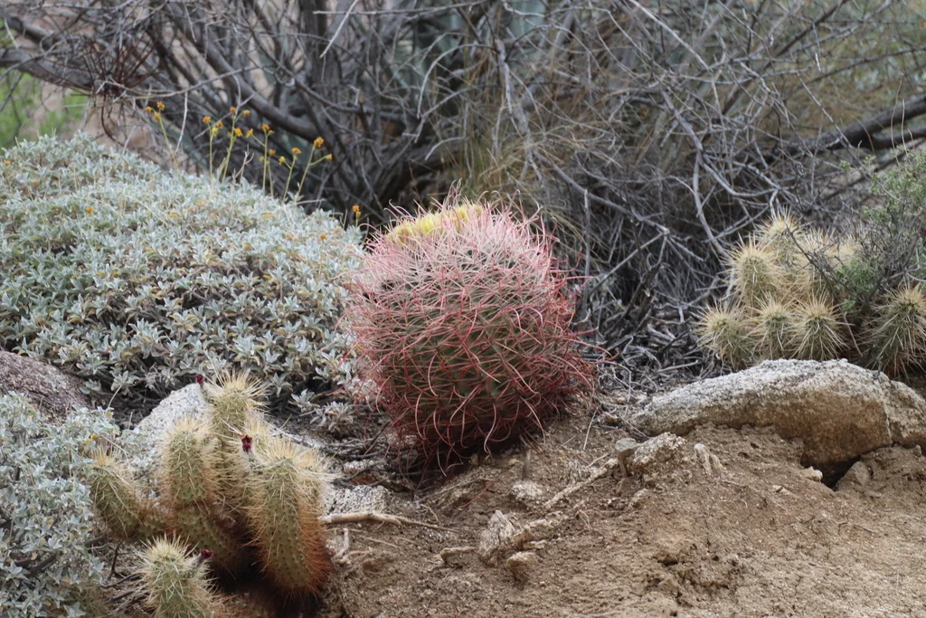 Ferocactus Cylindraceus