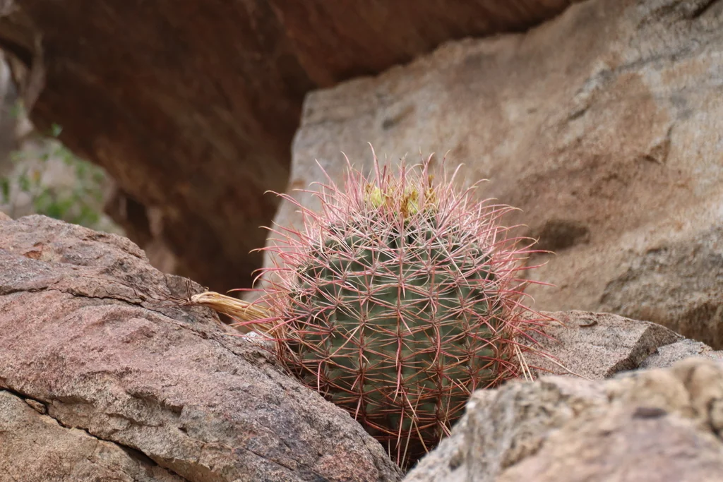 Ferocactus Cylindraceus