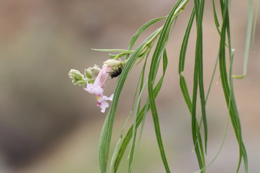 Chilopsis Linearis