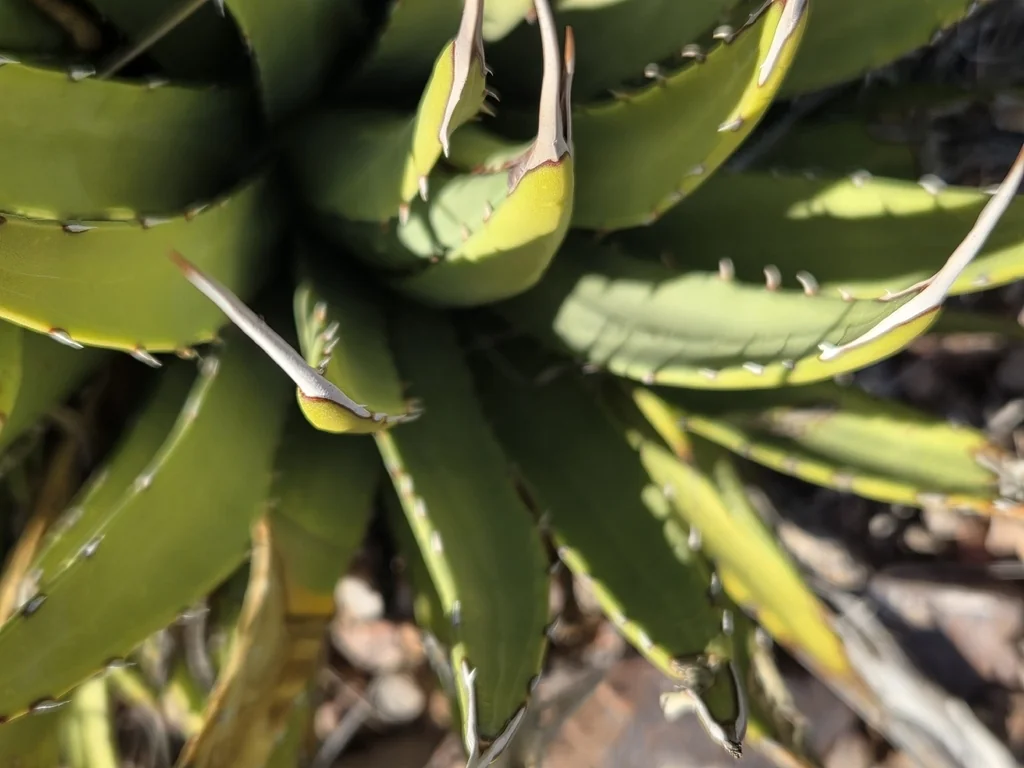 Agave Utahensis