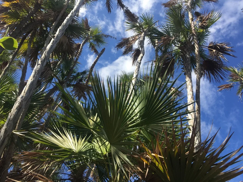 Acoelorrhaphe wrightii