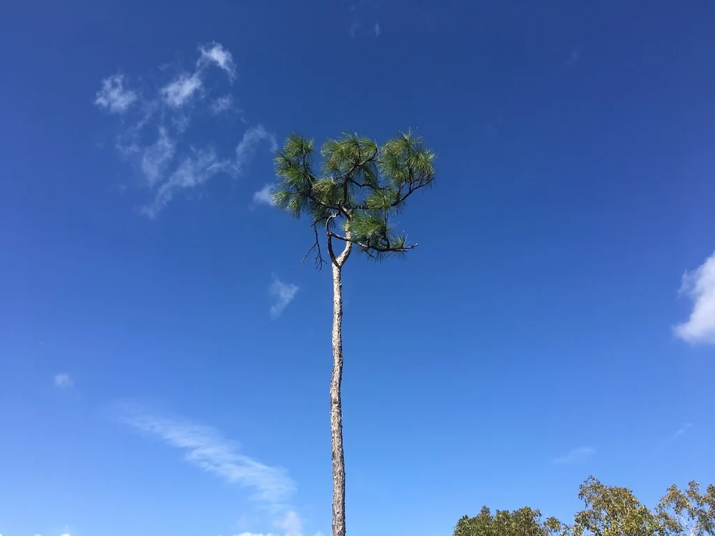 Pinus Elliotii