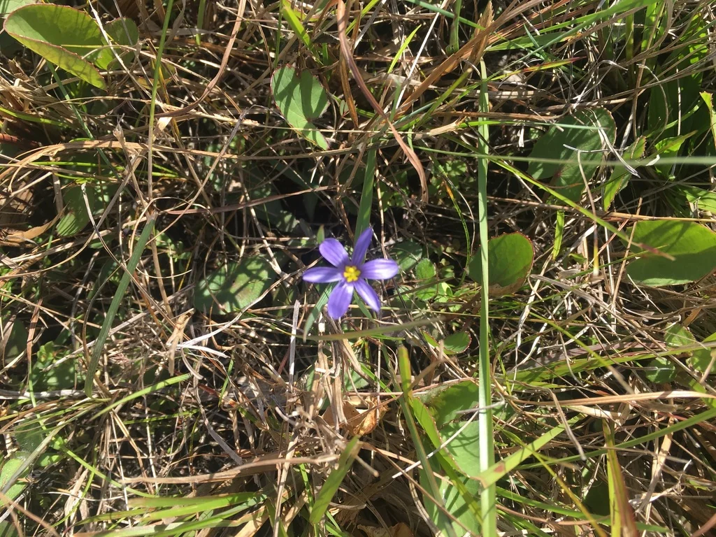 Sisyrinchium Angustifolium