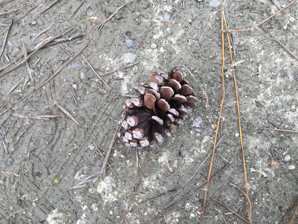 Pinus Elliotii