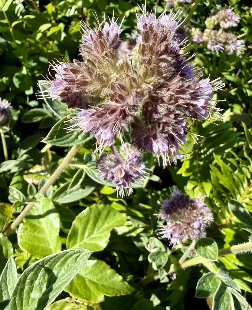 Phacelia Californica
