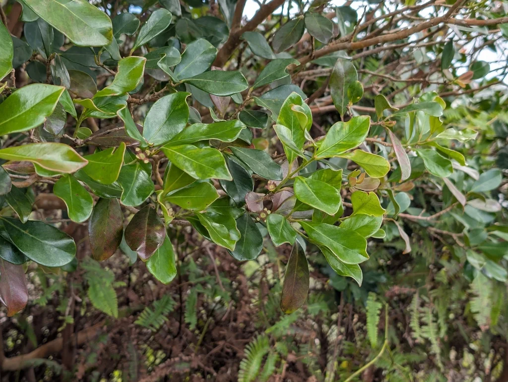 Psidium Cattleianum