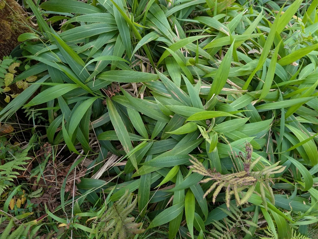 Setaria Palmifolia