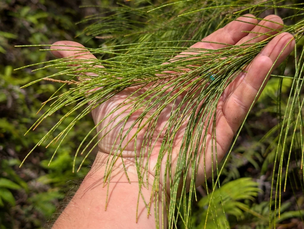 Casuarina Equisetifolia