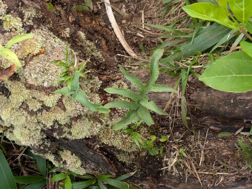 Phlebodium Aureum