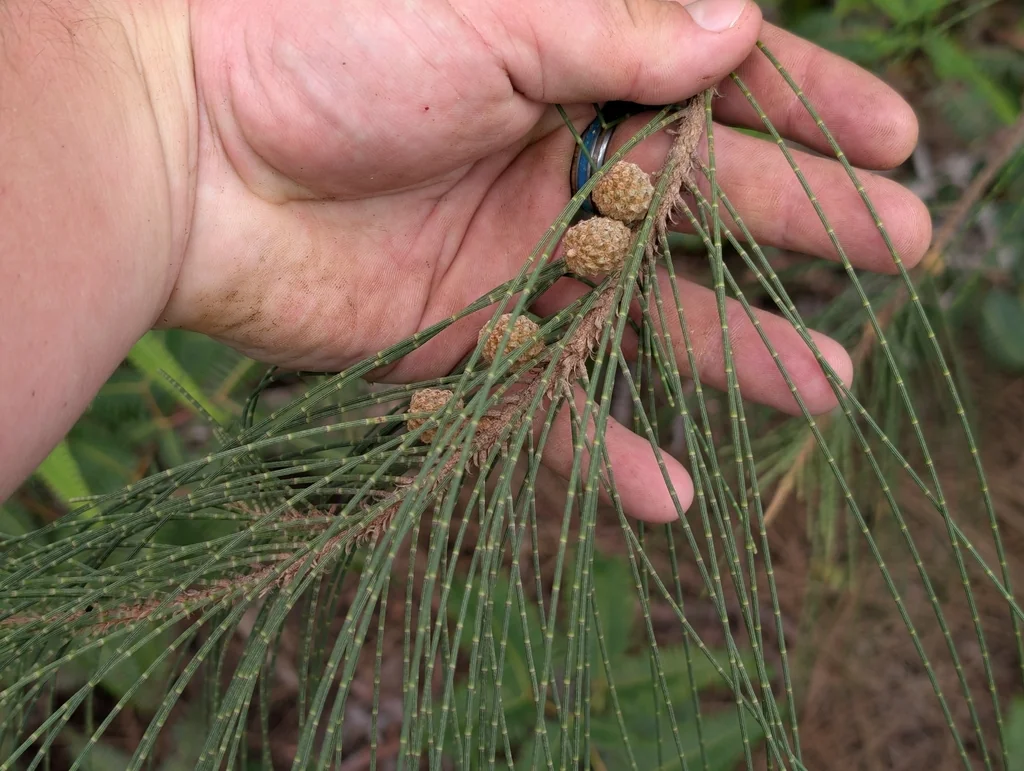 Casuarina Equisetifolia