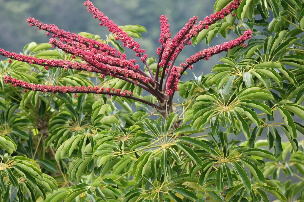 Schefflera Actinophylla