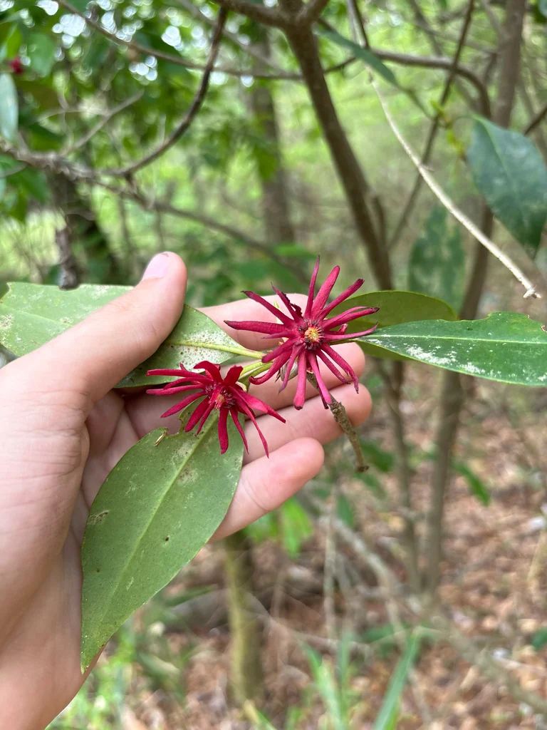 Illicium Floridanum
