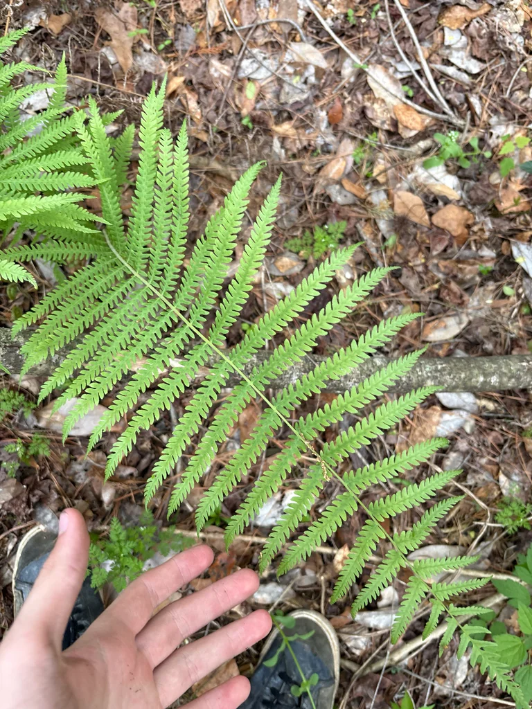Thelypteris Normalis