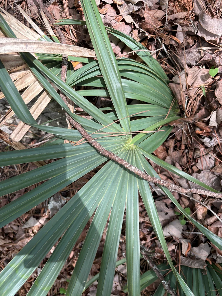 Sabal Minor