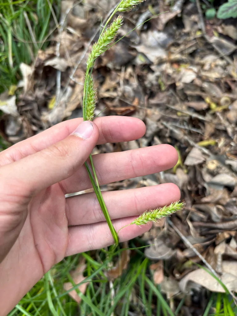 Carex Cherokeensis