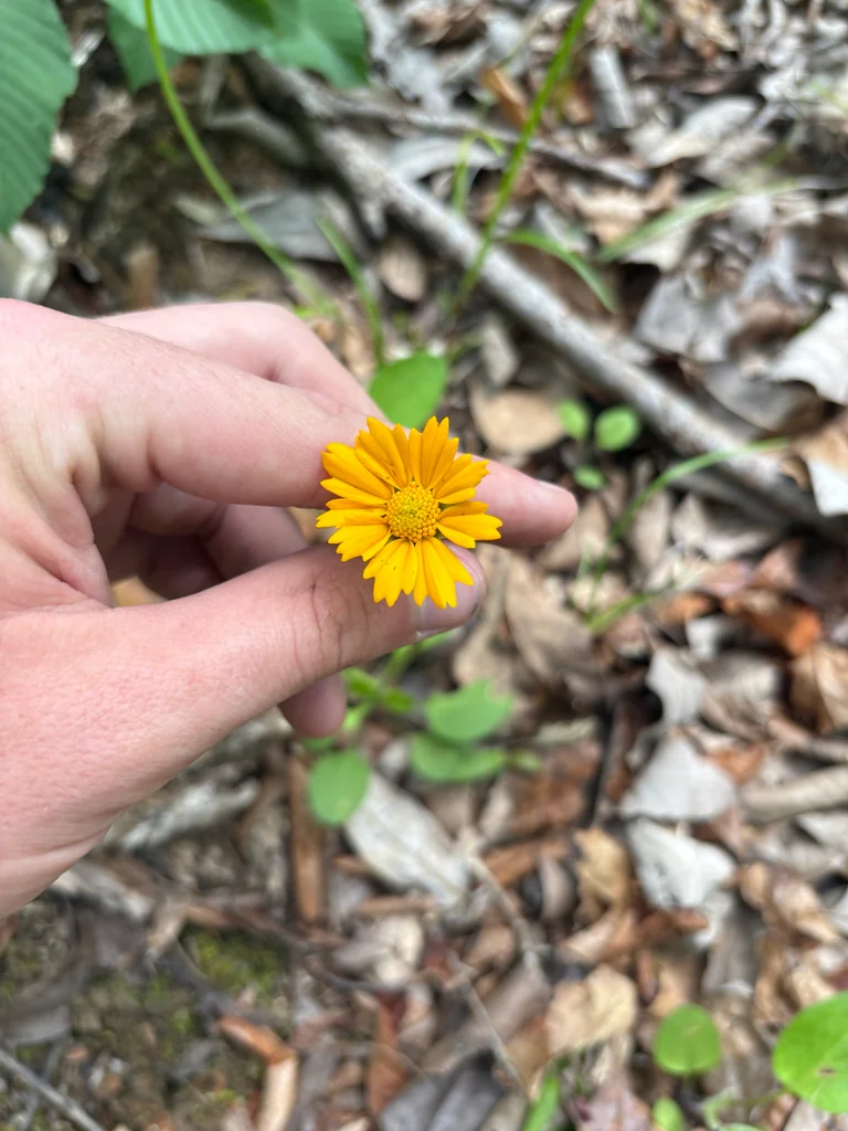 Coreopsis Auriculata