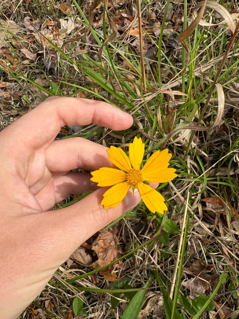 Coreopsis Auriculata