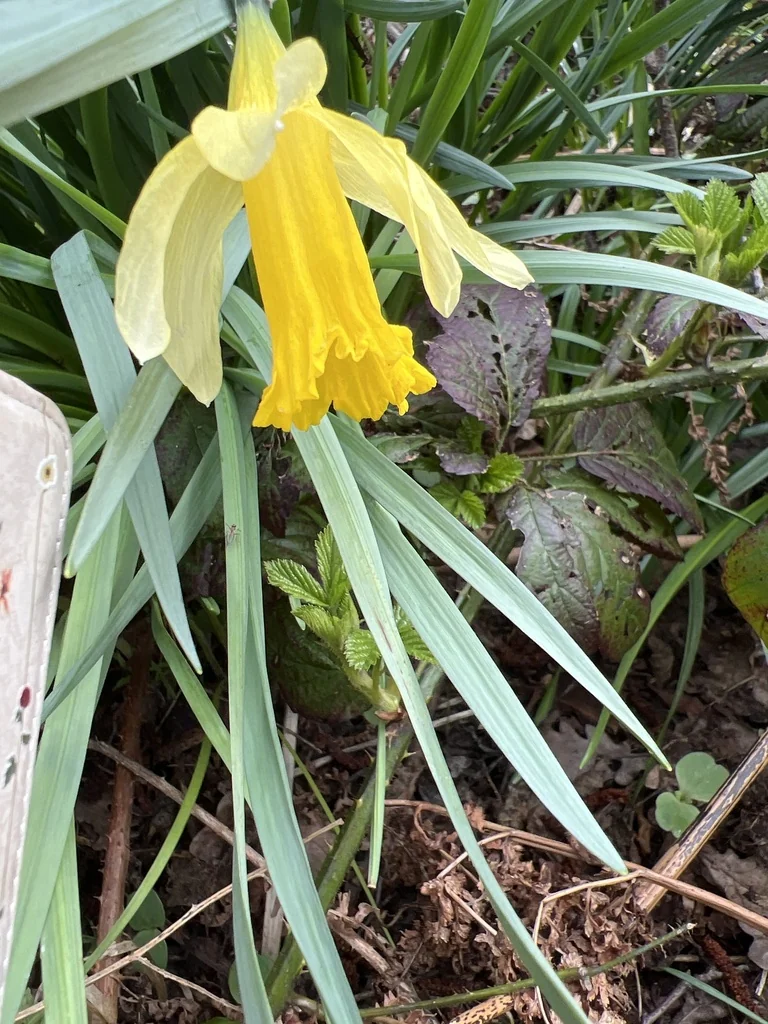 Narcissus Pseudonarcissus