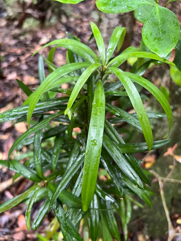 Podocarpus Latifolius