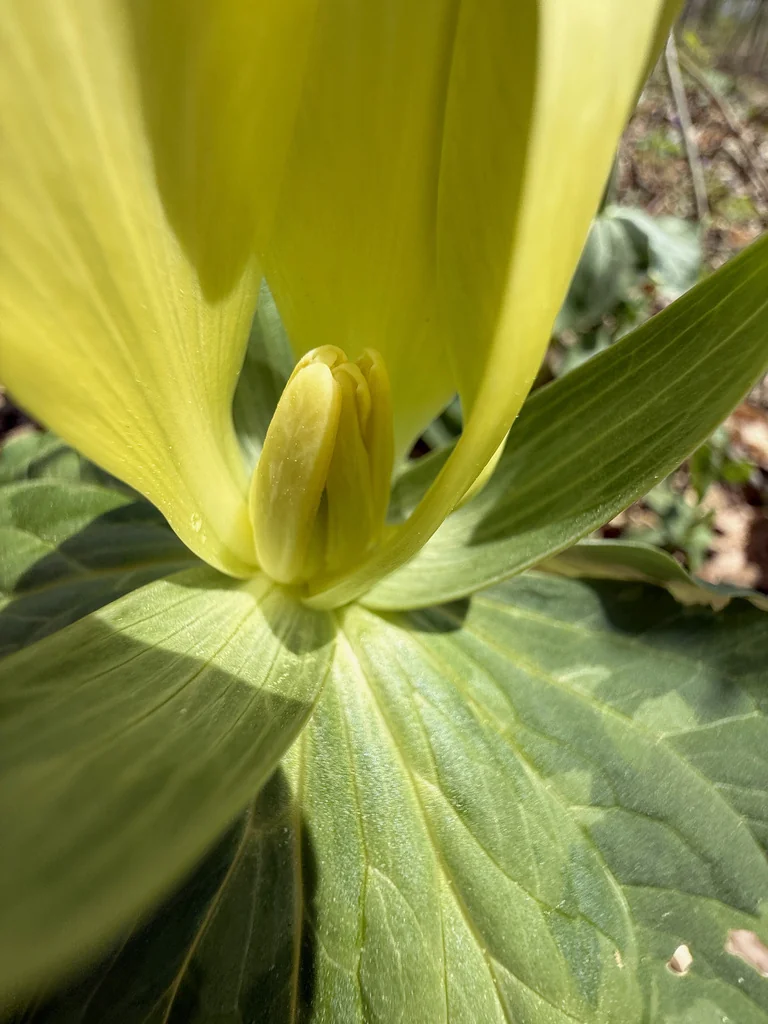 Trillium Luteum