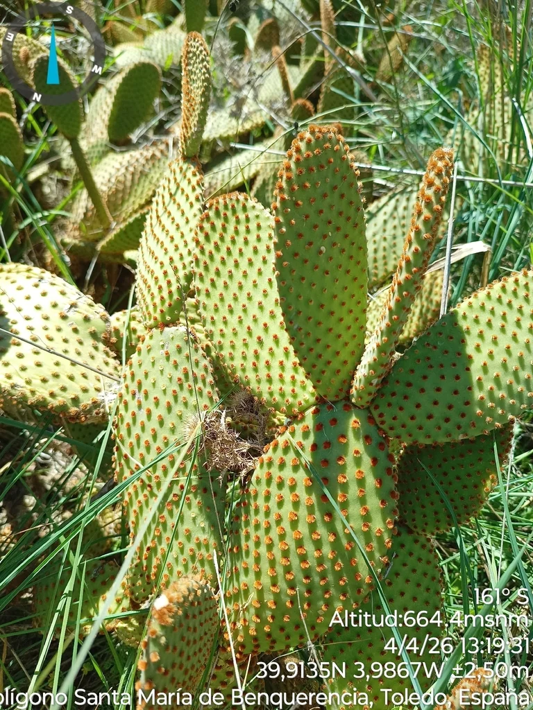 Opuntia Microdasys