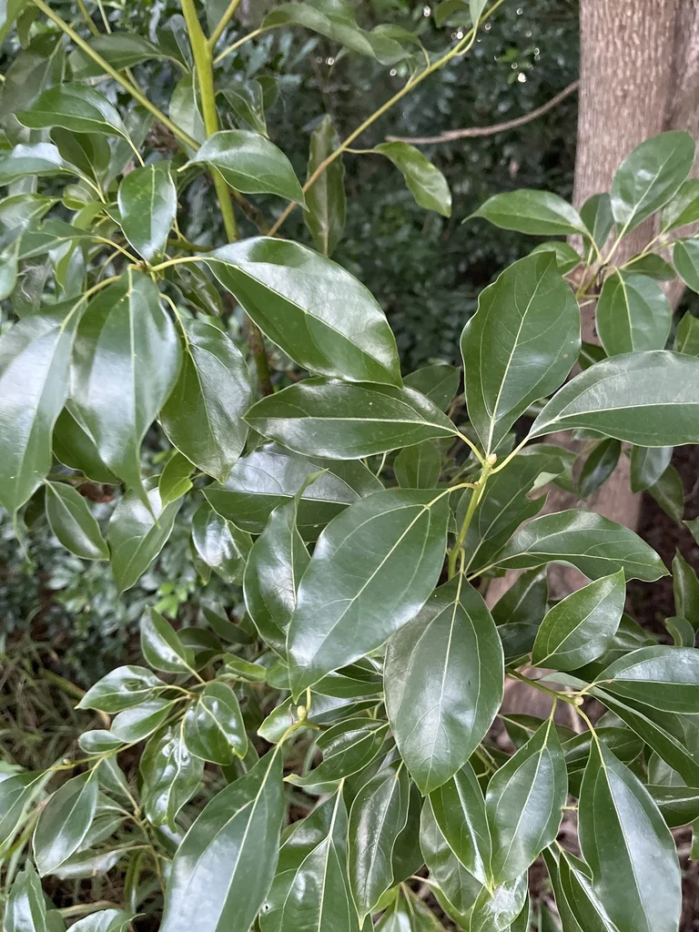 Cinnamomum Camphora