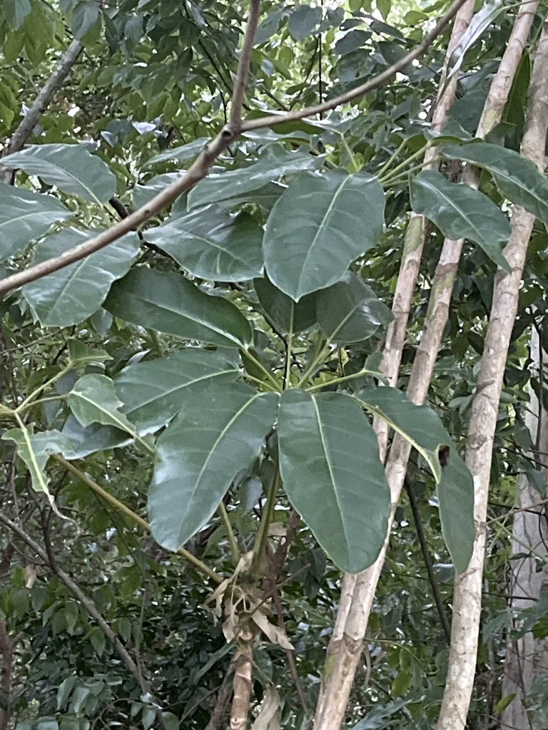 Schefflera Actinophylla