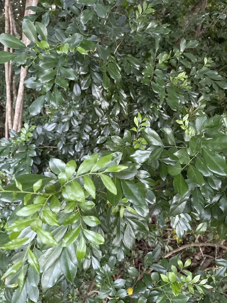 Murraya Paniculata