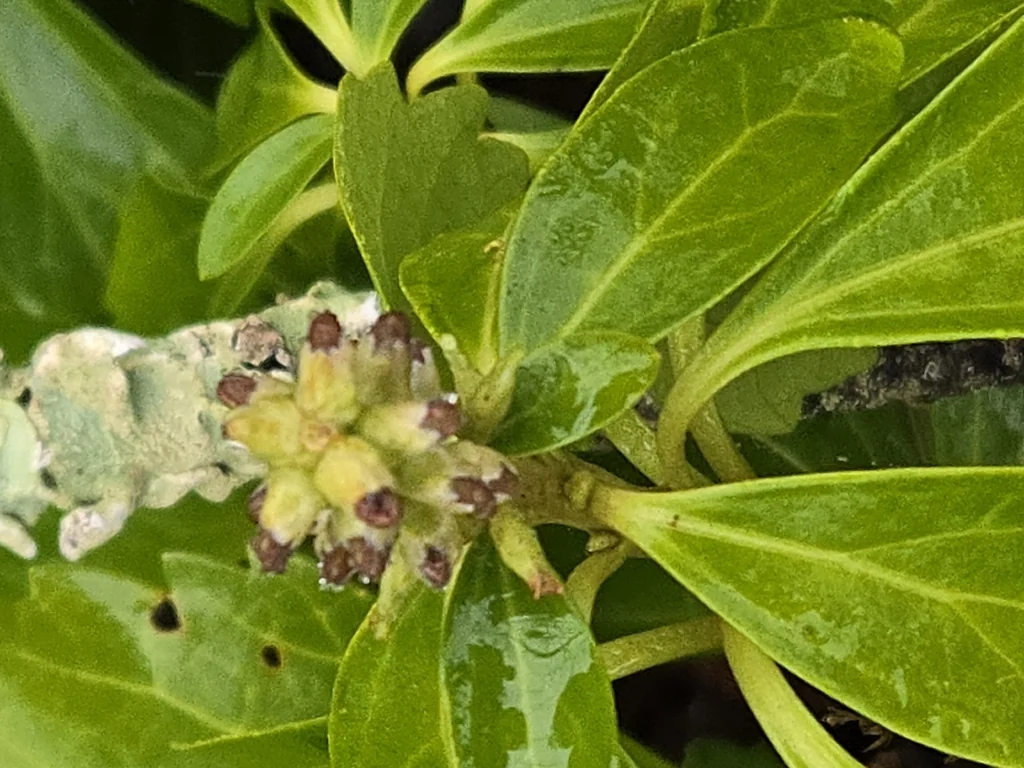 Pachysandra Terminalis