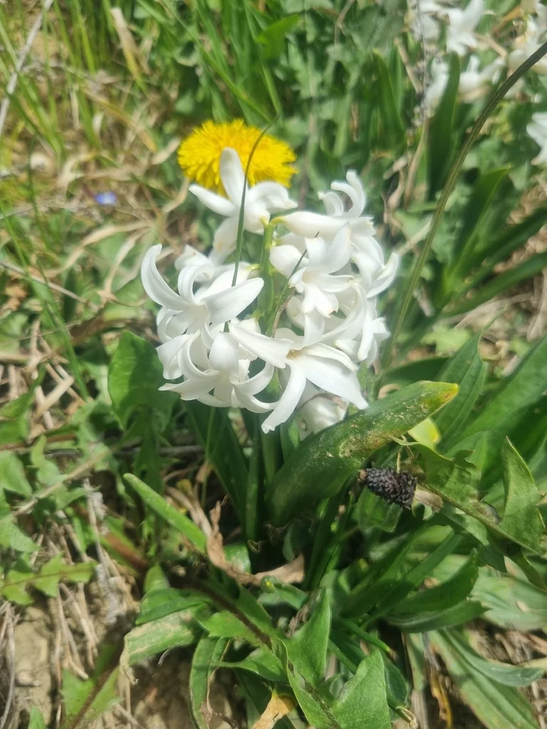 Hyacinthus Orientalis