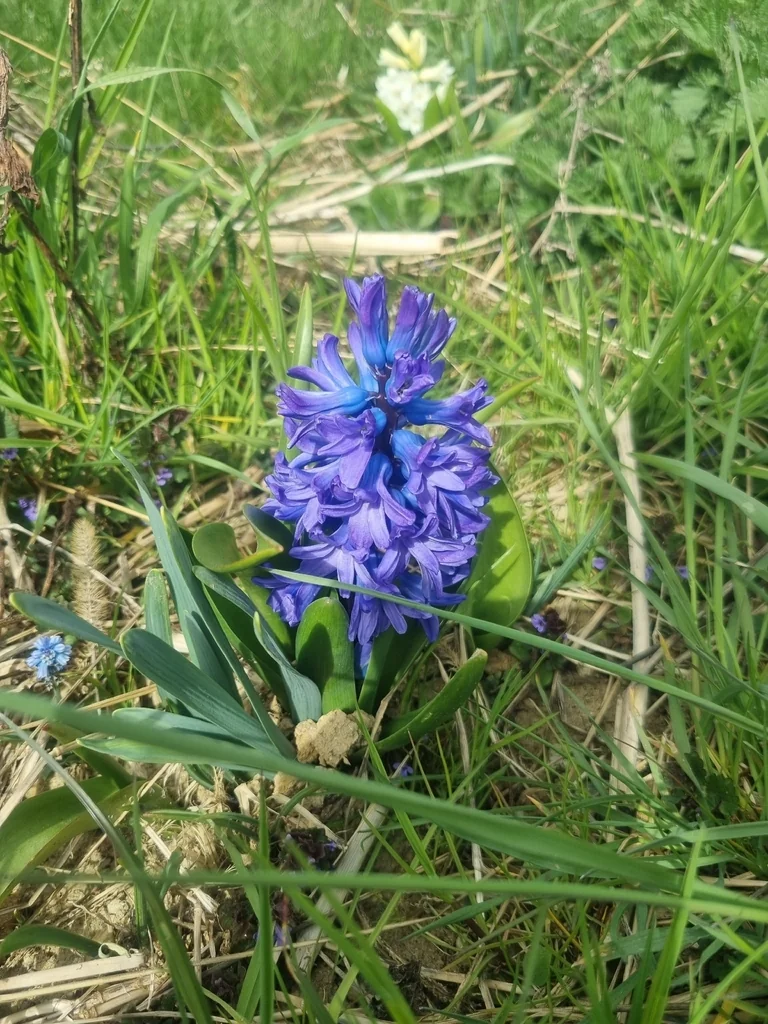 Hyacinthus Orientalis