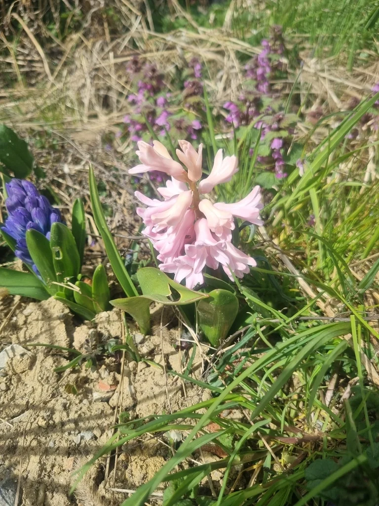 Hyacinthus Orientalis