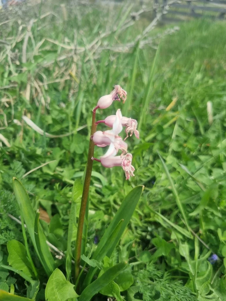 Hyacinthus Orientalis