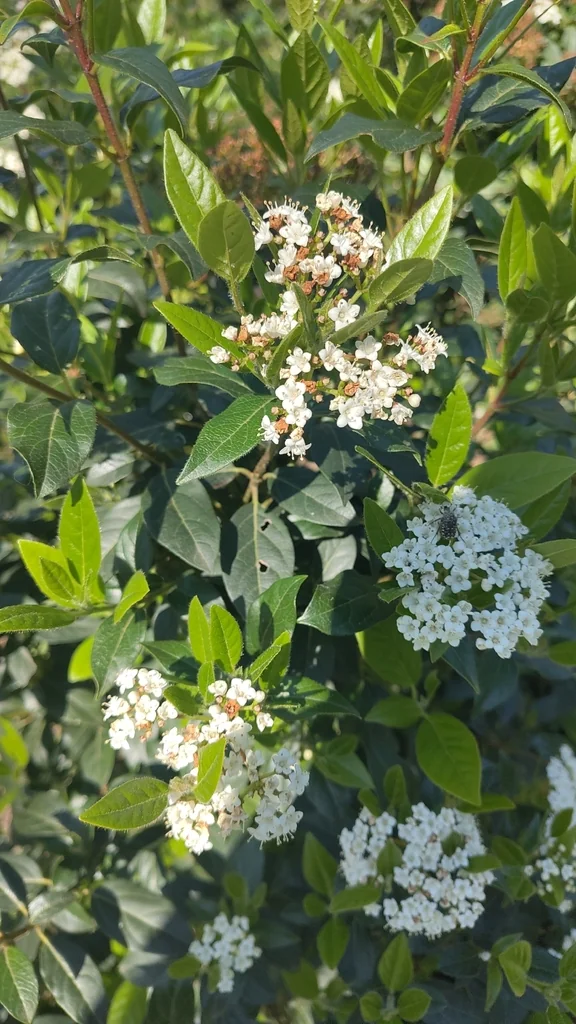 Viburnum Tinus