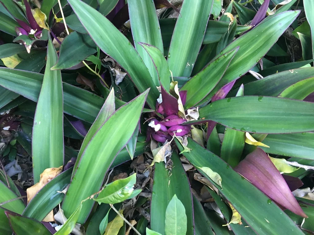 Tradescantia Spathacea