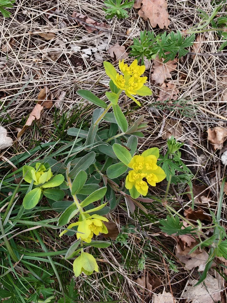 Euphorbia Polychroma